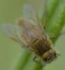 Thereva sp.